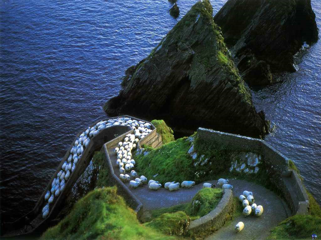 sheep in ireland